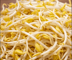 콩나물 100g 칼로리와 단백질, 삶은 상태 차이까지 보기