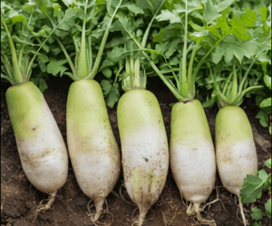 무 100g 칼로리와 영양성분, 조선무 생것 기준으로 보기